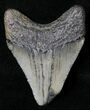 Juvenile Megalodon Tooth - South Carolina #18489-1
